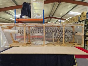 A whale vertebrae held within a wooden frame in a collections facility