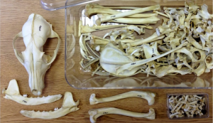 The disarticulated skeleton if an animal organised into bone type
